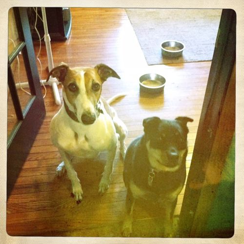 image of Dudley and Zelda sitting in the kitchen doorway, begging for treats
