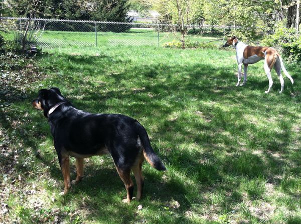 Dudley and Zelda standing at parallel attention in different across part of the yard from each other