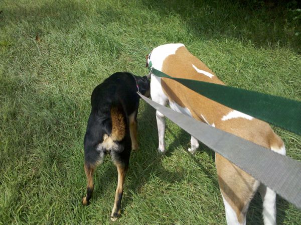 Zelda and Dudley at the end of their leashes, standing in the grass and sniffing at something