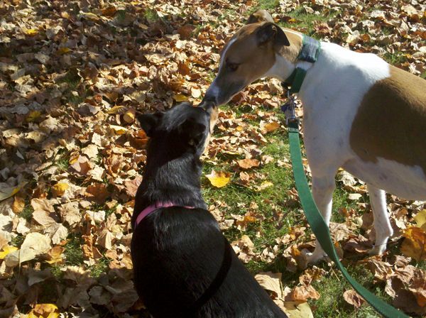 image of dogs Dudley and Zelda out for a walk, standing among fallen leaves, touching their noses