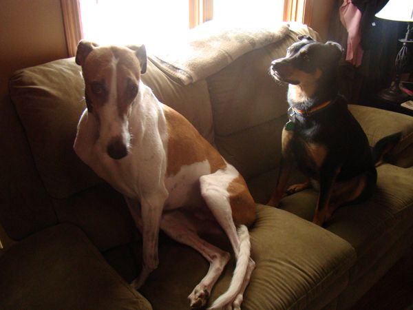 Dudley the Greyhound sits on the couch looking at me plaintively while Zelda the Mutt sits right next to him looking out the window
