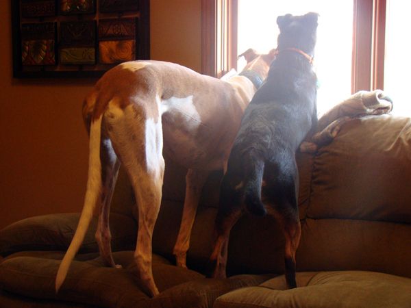 Dudley stands on the couch on all fours looking out the window; Zelda stands beside him on her back legs, resting her front two on the back of the couch