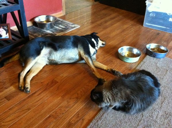 image of Zelda the Black-and-Tan Mutt lying on the living room floor, with Matilda the Fluffy Brown Cat sitting nearby