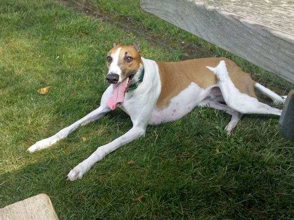 Dudley lying in the grass at the dog park with gigantic tongue unfurled to cool off