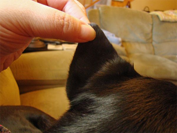 image of my fingers holding out one of Zelda's ears for the camera, to show off its triangularity