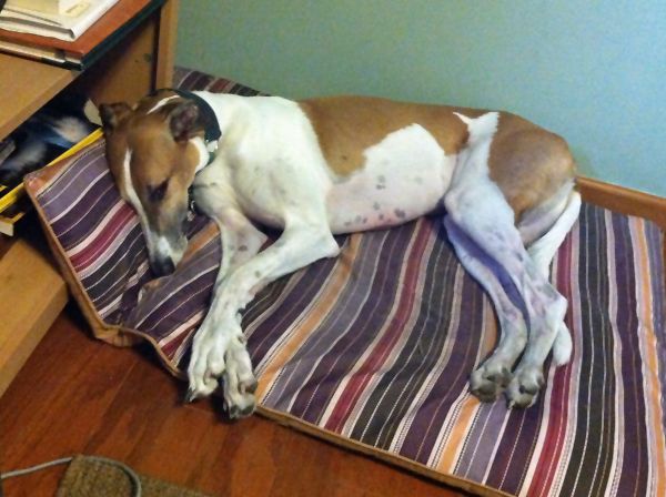 Dudley the Greyhound lying on his big pillow next to my desk; he has scooched the edge of the pillow up on the bottom of the bookshelf to create a little cushioned headrest for himself