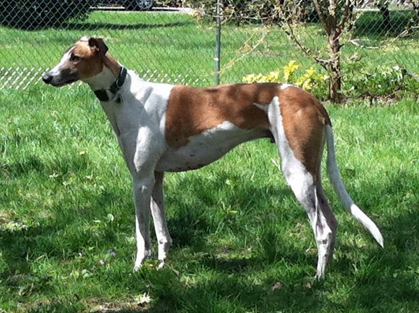 Dudley standing at attention