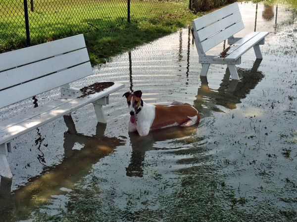 Dudley lying in floodwater at the dog park, with ripples circling away from him as he pants
