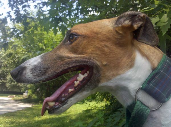 Dudley the Greyhound in profile outdoors