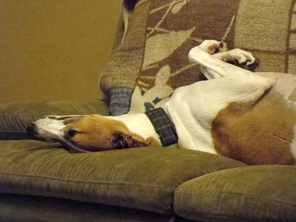 Dudley the Greyhound lying on her back on the couch looking cute