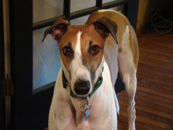 Dudley the Greyhound stands in the kitchen doorway looking at the camera