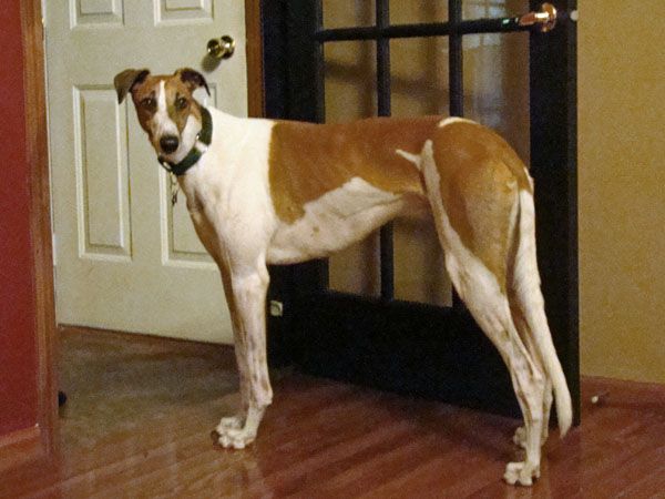 picture of Dudley, a large white and brown greyhound