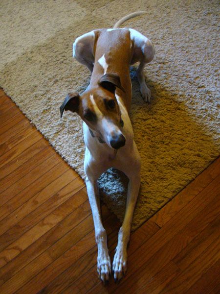 Dudley the Greyhound lying on the floor, long and lean and looking up at the camera plaintively
