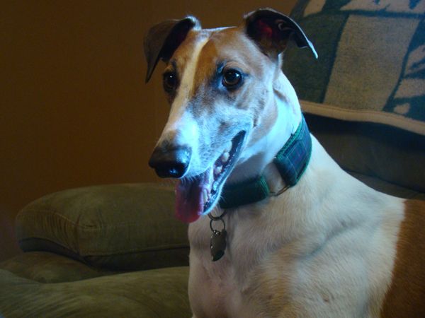 image of Dudley the Greyhound grinning