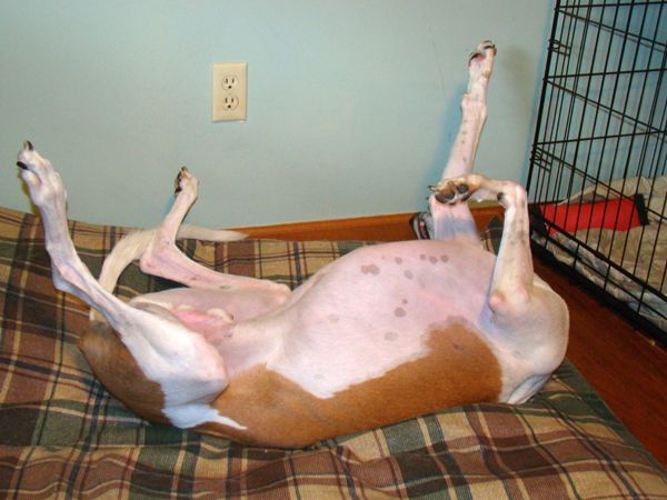 image of Dudley the Greyhound lying on his back, showing his belly