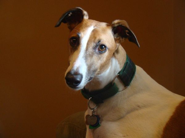 image of Dudley the Greyhound, tilting his head and looking heartbreakingly sweet