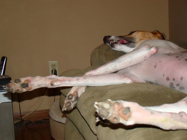 image of Dudley the Greyhound, asleep on the couch with his tongue hanging out