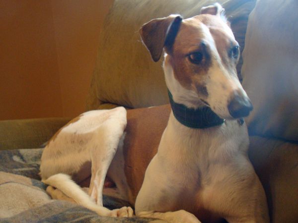 image of Dudley the Greyhound sitting up on the couch