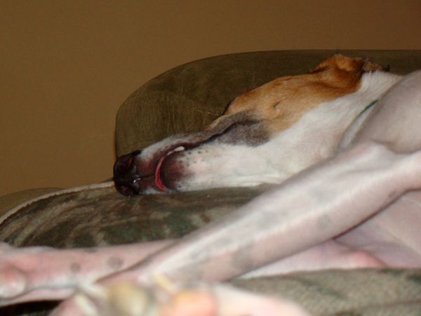 Dudley the Greyhound lies on the couch taking a nap with his tongue hanging out
