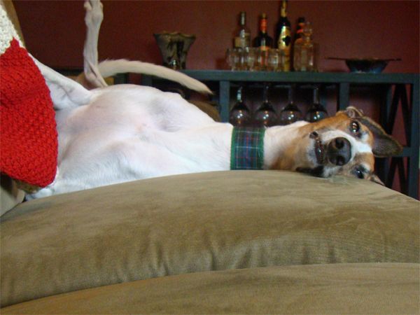 Dudley the Greyhound lying half upside-down on the couch