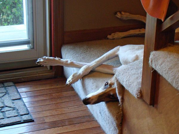 image of Dudley the Greyhound, lying at the bottom of the stairs near the front door