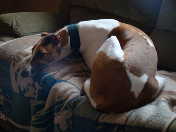 image of Dudley the Greyhound curled on the couch in an awkward position