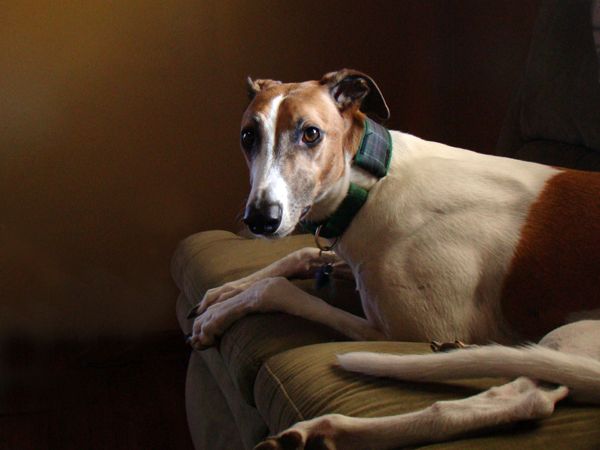 image of Dudley the Greyhound, lying on the couch, looking at me expectantly
