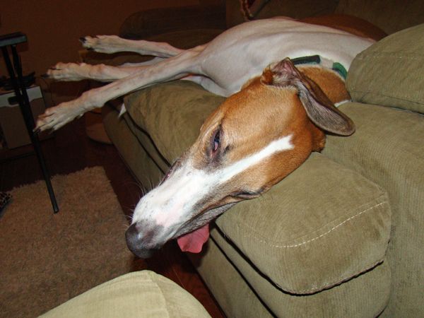 Dudley lies on the loveseat fast asleep with his tongue hanging out