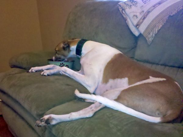 Dudley the Greyhound lies on the loveseat, eating his breakfast out of a bowl