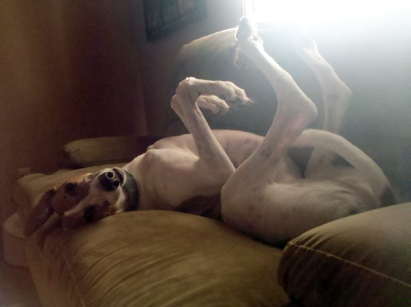 Dudley the Greyhound lies on his back on the couch with his legs in the air and his ears flopping about, looking incredibly goofy