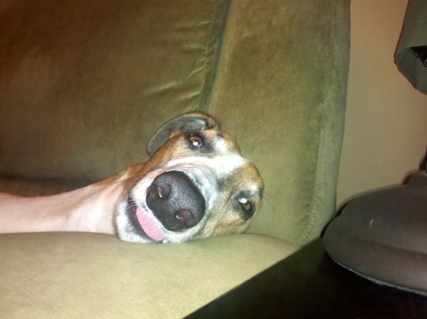 Dudley lies on the couch, with his head on the arm, with the tip of his tongue hanging out