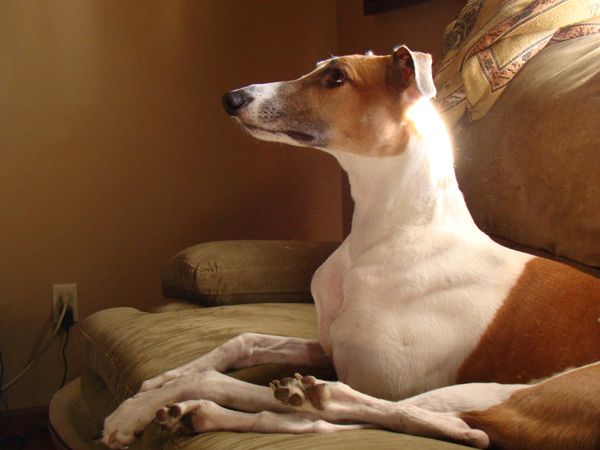 image of Dudley the Greyhound sitting on the couch looking upwards, lit from behind by sunlight