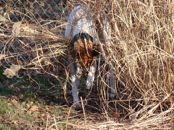 Dudley the Greyhound stands in the middle of a grass bush, rubbing his eyes