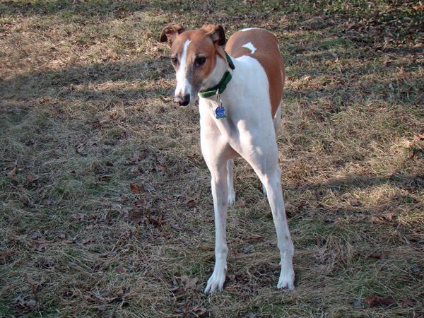 Dudley the Greyhound standing in the backyard