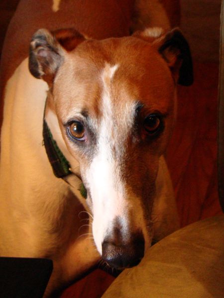 image of Dudley the Greyhound, looking sheepish