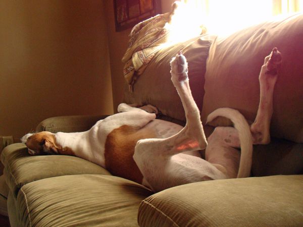 Dudley the Greyhound lies on the couch on his back with his legs in the air