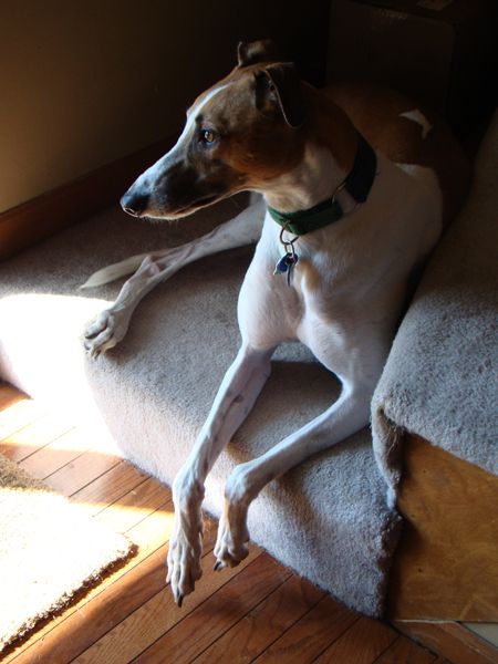 image of Dudley the Greyhound on the stairs