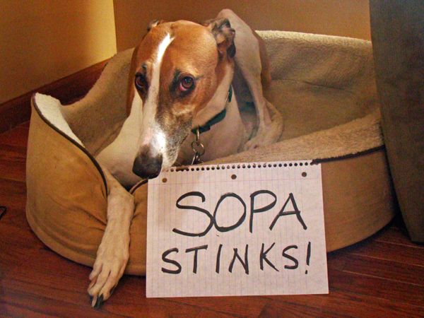image of Dudley in his dog bed with a sign reading 'SOPA Stinks'