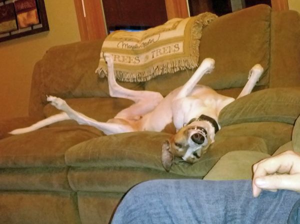Dudley lying on the couch on his back, being a derp