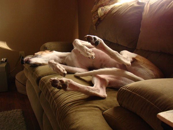 Dudley the Greyhound lies on the couch like a lazy, awkward git