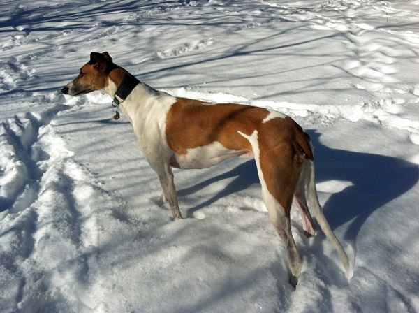 Dudley standing in the snow at attention