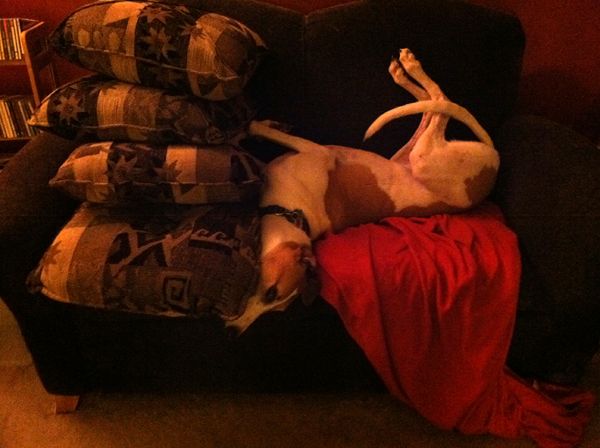 Dudley lies on half the upstairs loveseat, squooshed in between the arm and a pile of pillows