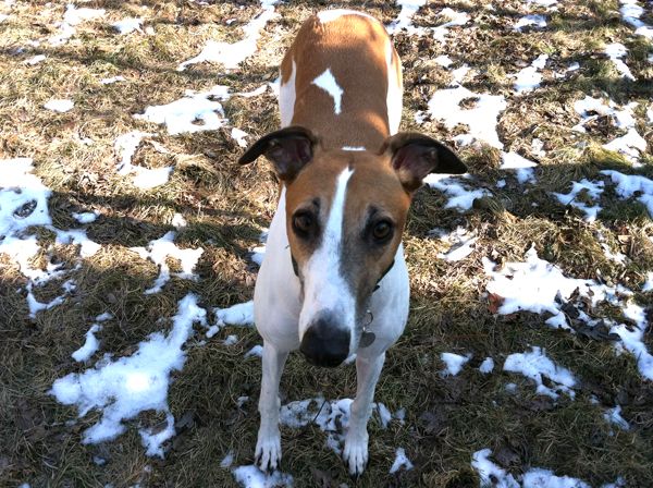 image of Dudley the Greyhound standing in the backyard in melting snow, looking up at the camera