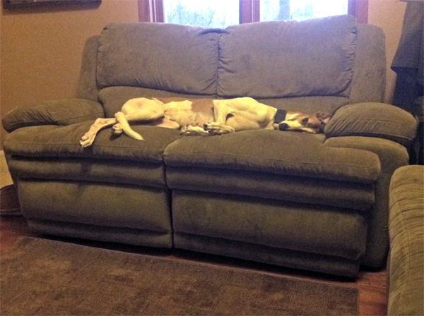 image of Dudley the Greyhound lying goofily on the loveseat