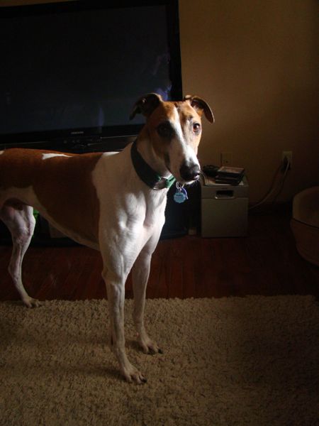 image of the Dudley the Greyhound standing and looking at me