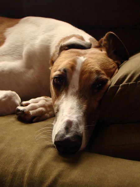 close-up of Dudley the Greyhound's face as he lies on the couch