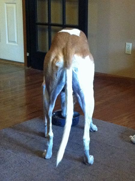 image of Dudley standing at his food dish, from behind, his impossibly long tail hanging between his ridiculous dinosaur legs