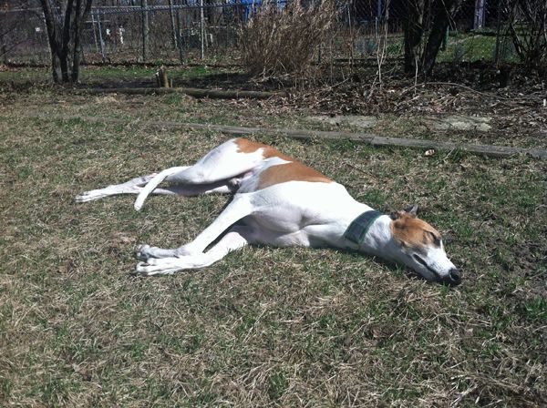 image of Dudley the Greyhound lying in the grass with his eyes closed