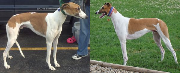 two juxtaposed images of Dudley, one taken right after he came off the track, looking scared and pitiful, and one taken after he'd been with us for a few months, looking happy and confident
