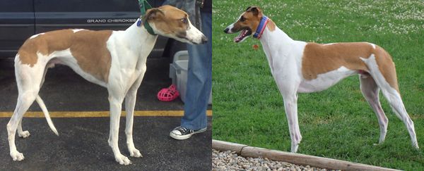 two images: one of Dudley straight off the track, looking scared and sickly and miserable, and one of Dudley after months of living with us, looking healthy, proud, and happy